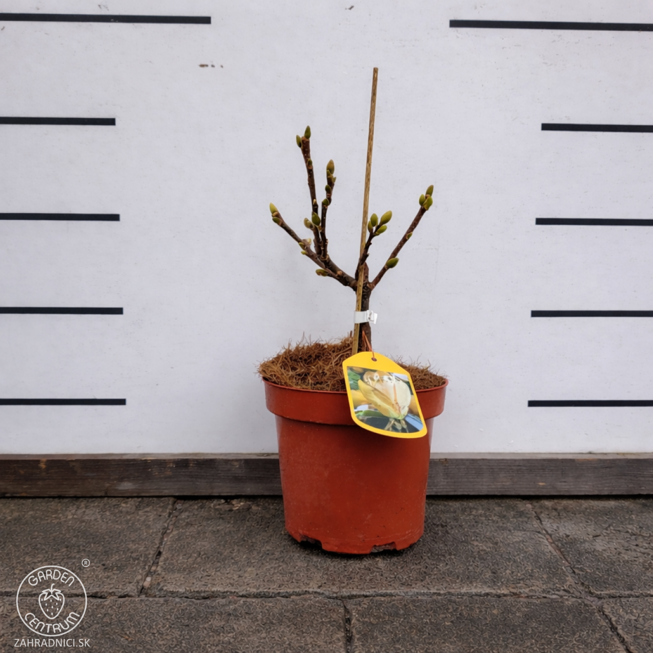 Obrázok Magnólia (Magnolia denudata) ´SUNRISE´ - výška 15-25 cm, kont. C3L (-23°C)